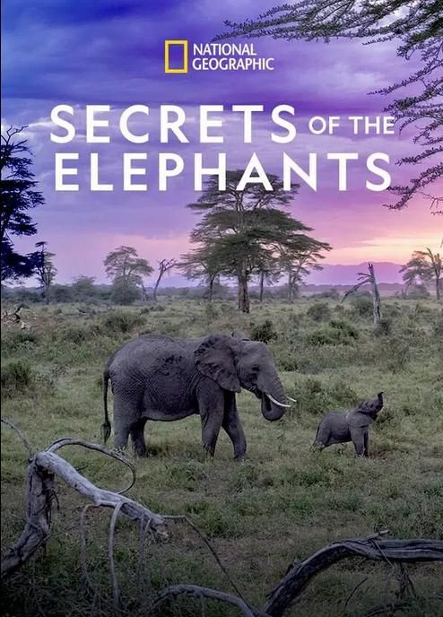 Тайны слонов